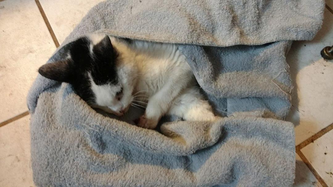 Lost one of our cats today. Cosmo Kramer live a long life of 20 years and fought until the very end. He will be missed for all his antics like bursting into the room just like Kramer on Seinfeld which is how he got his name