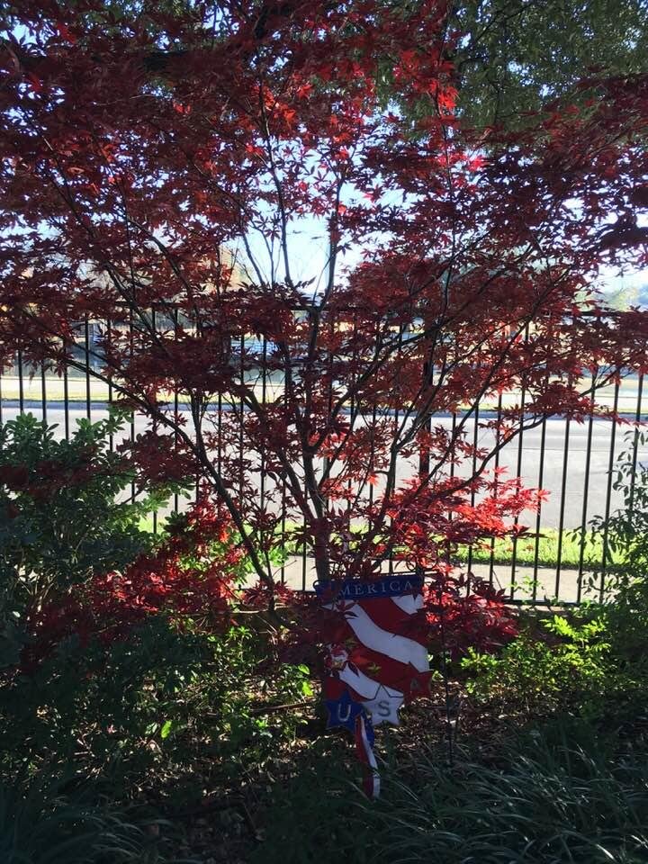 Sharing our lovely Japanese maple to wish you all a blessed Thanksgiving!