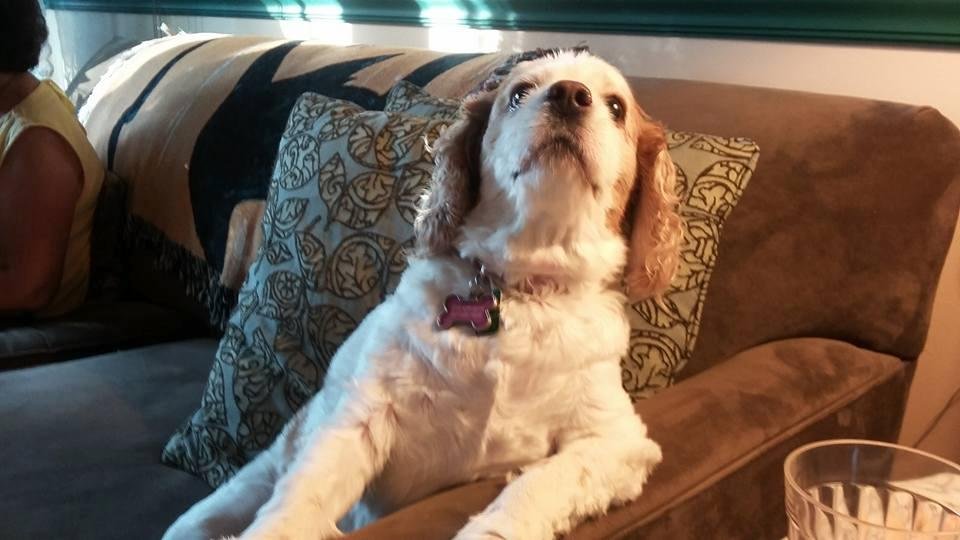 Emma and I were having a discussion about the Eagles. She truly is an armchair quarterback
