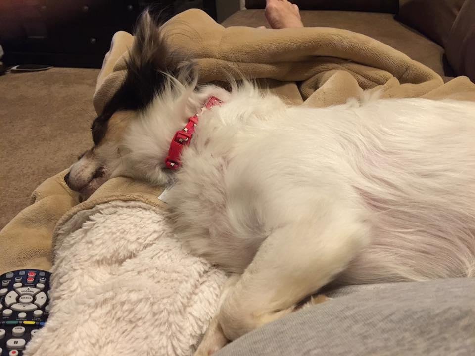 He is all tired out tonight