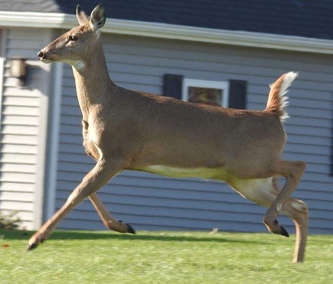 Neighbors back yard.
