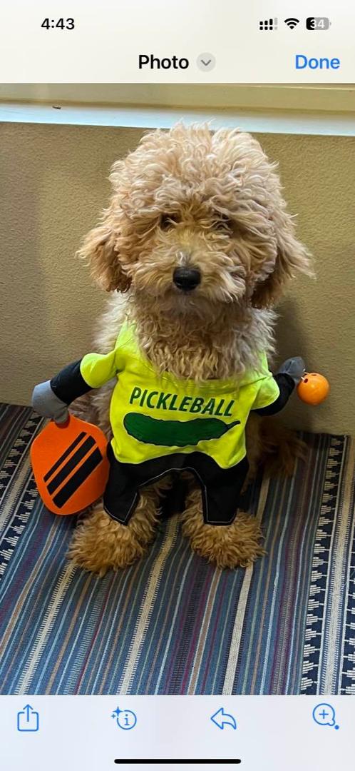 Sadie's Ready for Pickleball