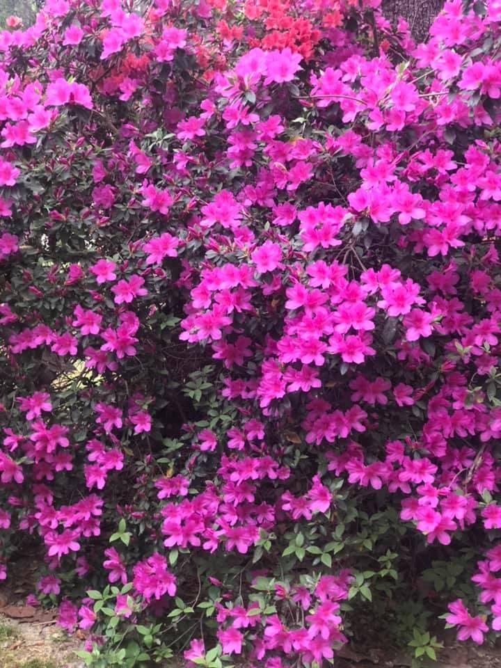 Gail Smith's album, Mobile uploads