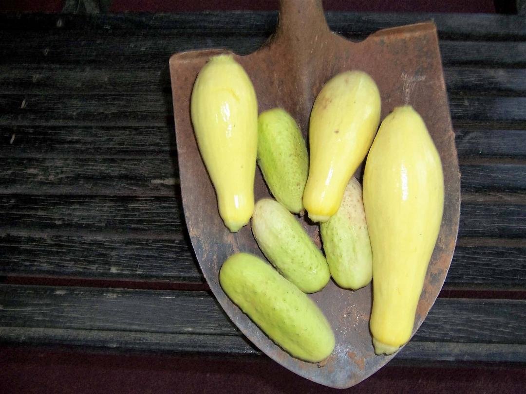 I "dug" these cukes and squash in my gardn today!!!!!!June 10, 2017. I DID gather them from their plants.