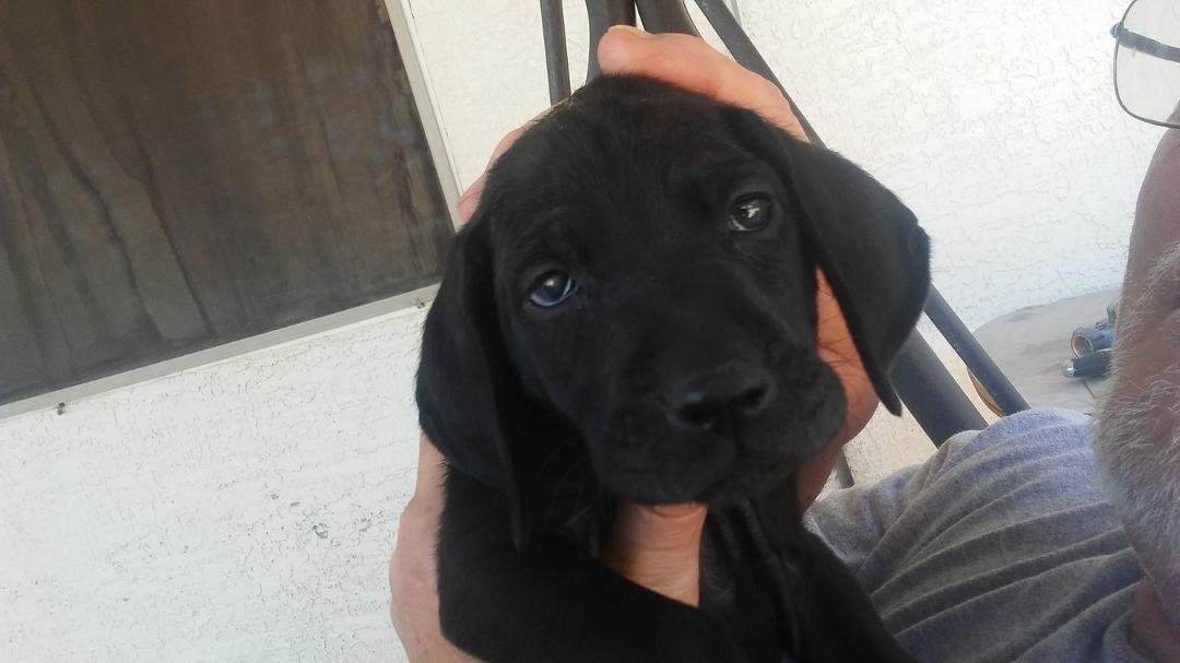 My new puppy. Sadie has taken over being her new mother (and playmate). She only weighs 5 pounds so we have to watch so that Sadie (75 pounds) don't crush her. Cats seem to like her (or at least accept her).