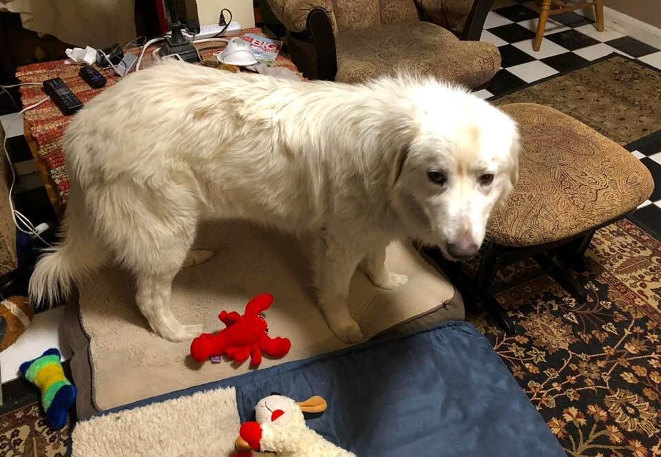 Well, we have done it again. We just adopted another rescue puppy (a house is not a house without a dog). Riley is a 10 month old Great Pyrenees puppy. He is very friendly, need of a grooming, and needs to gaining a lot o