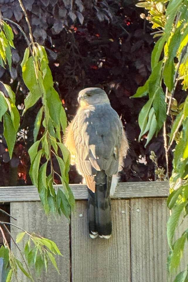 The hawk is back. He is so beautiful.