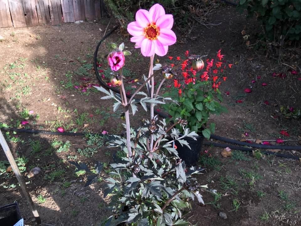 Dahlia Mystic Dreamer!