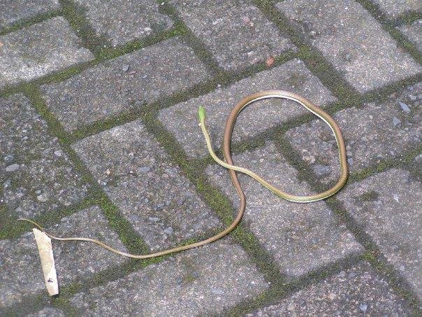 Vine Snake