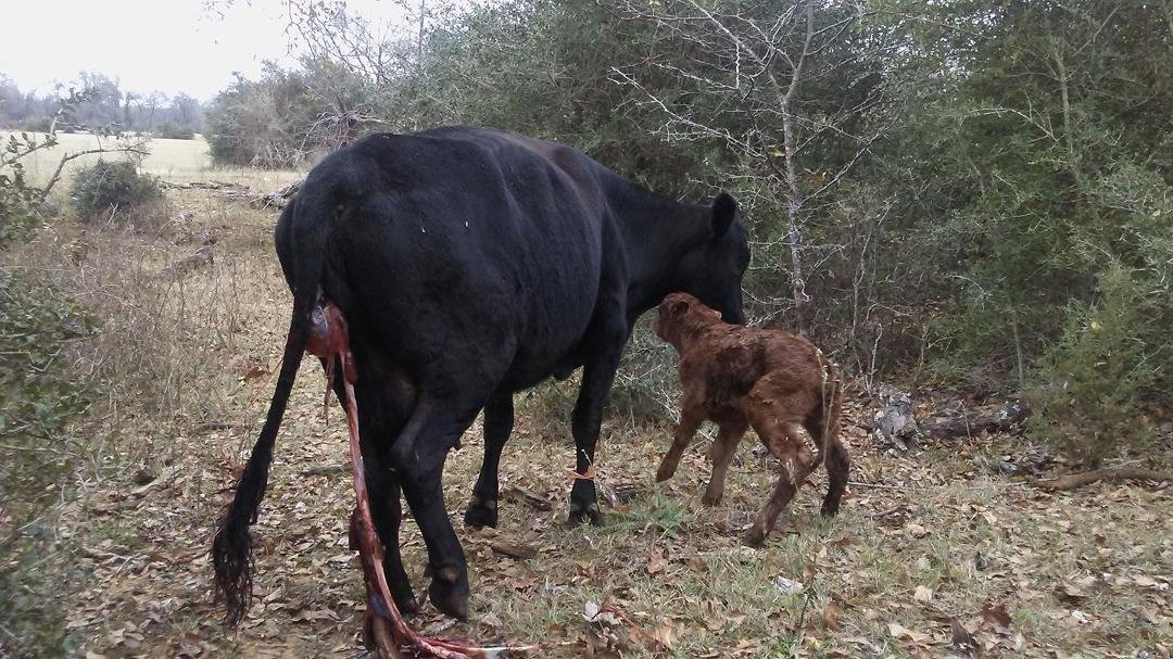 It's a girl!