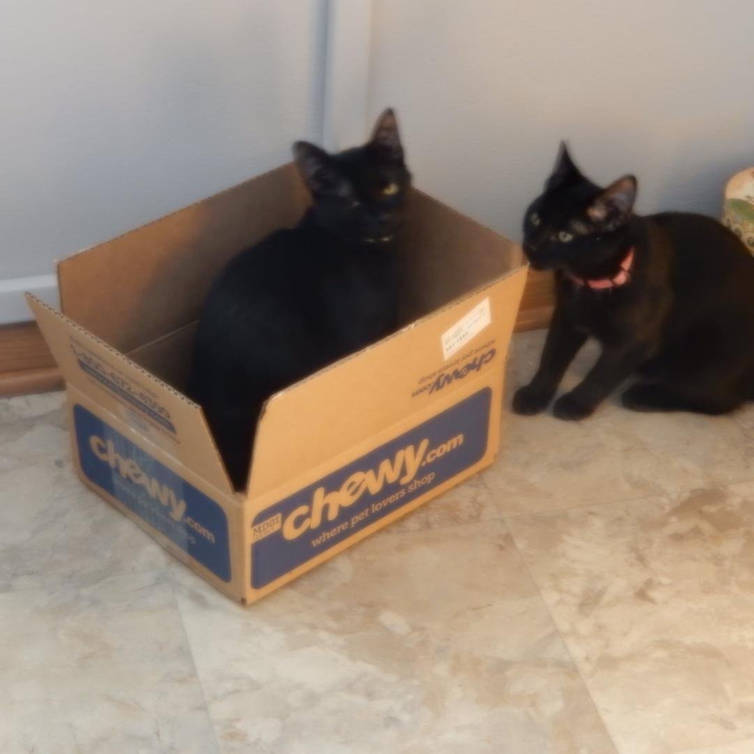 Got two new kittens from Chewy.com today. Didn't want to get them from IKEA because 🤣I didn't want to have to assemble them.