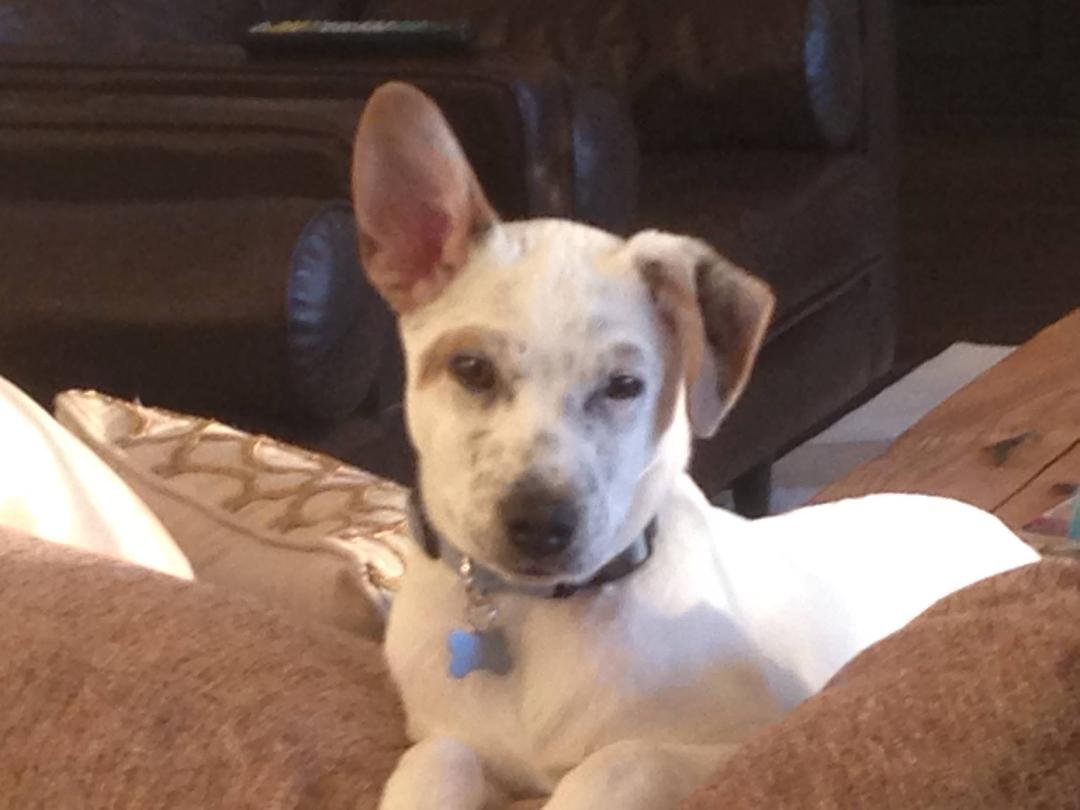 So there I was as a new born pup looking at being euthanized, when a family in San Antonio agreed to take my siblings and I 🐶 into a foster home. So I hung out there for two months and the this week the Gallagher family sh