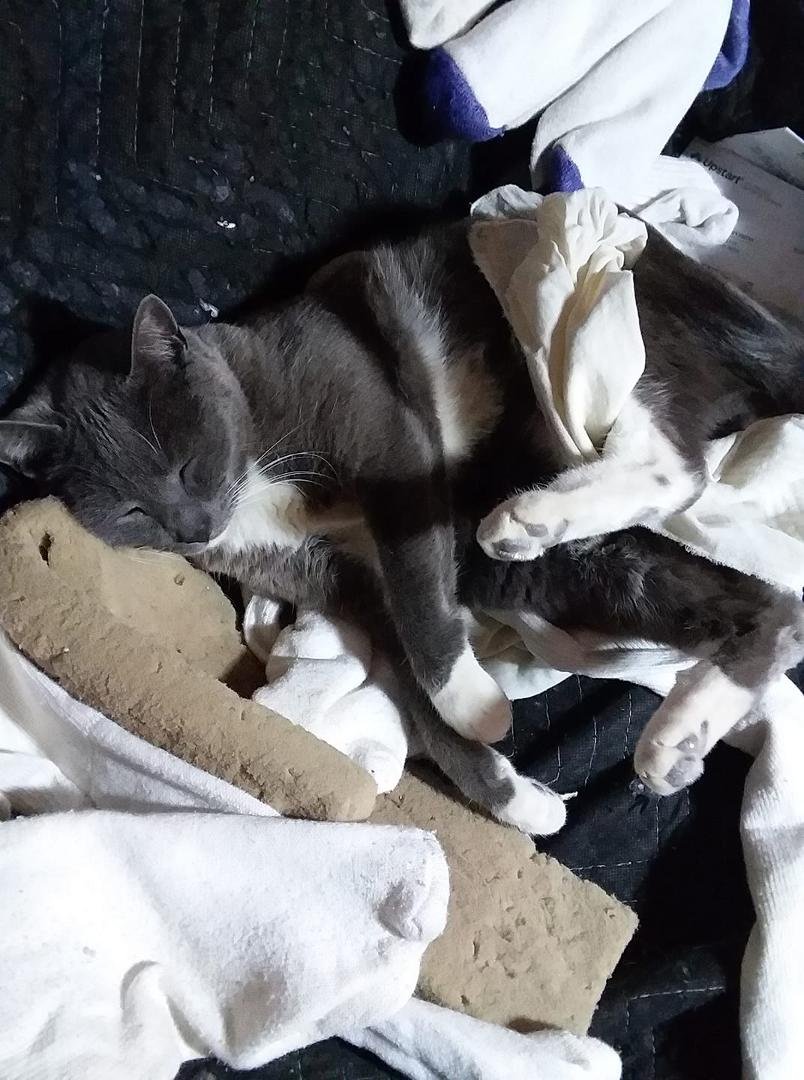 This proves laundry is a tough job, all tuckered out.