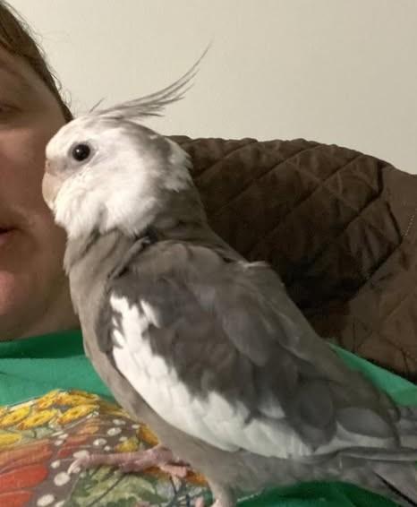 Please spread the word for this lost bird. My daughter lost her pet bird. Buddy was LOST on May 12, 2025 in Tempe, AZ 85281 near Hardy drive and 13th street
Message from Owner: He answers to Buddy and knows pretty boy and p