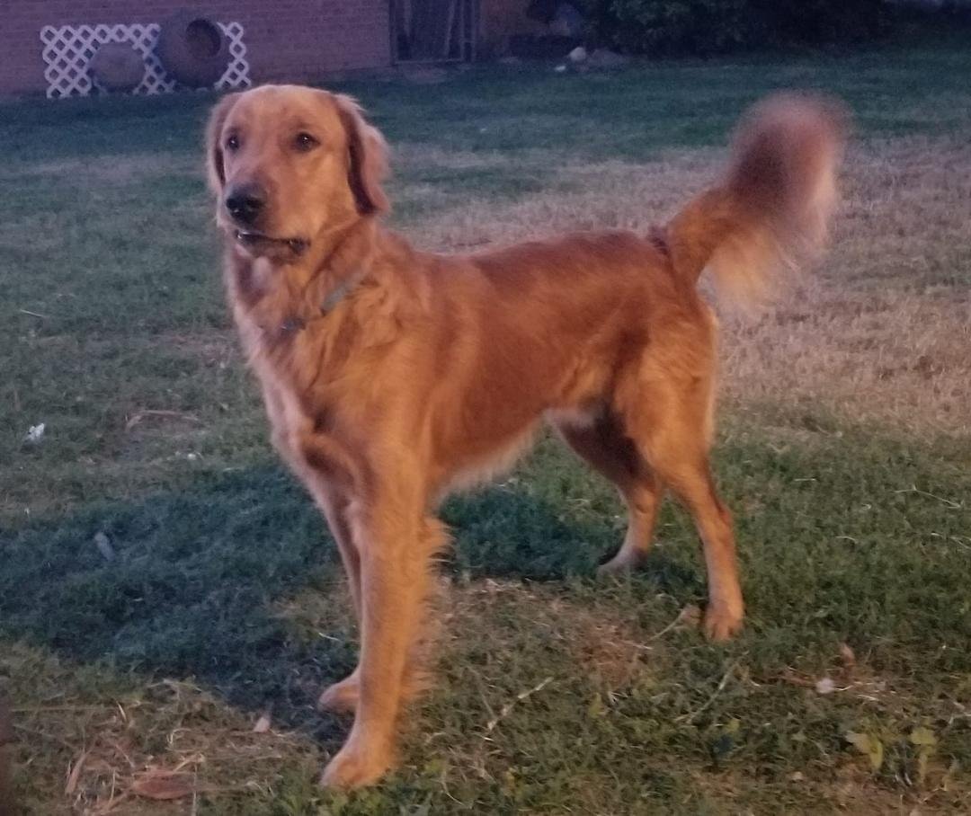 National Dog Day
Here's another pic of my pup Ruger
Let's see your furbaby