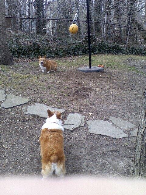 Nobody is happier than a corgi with a new tether ball