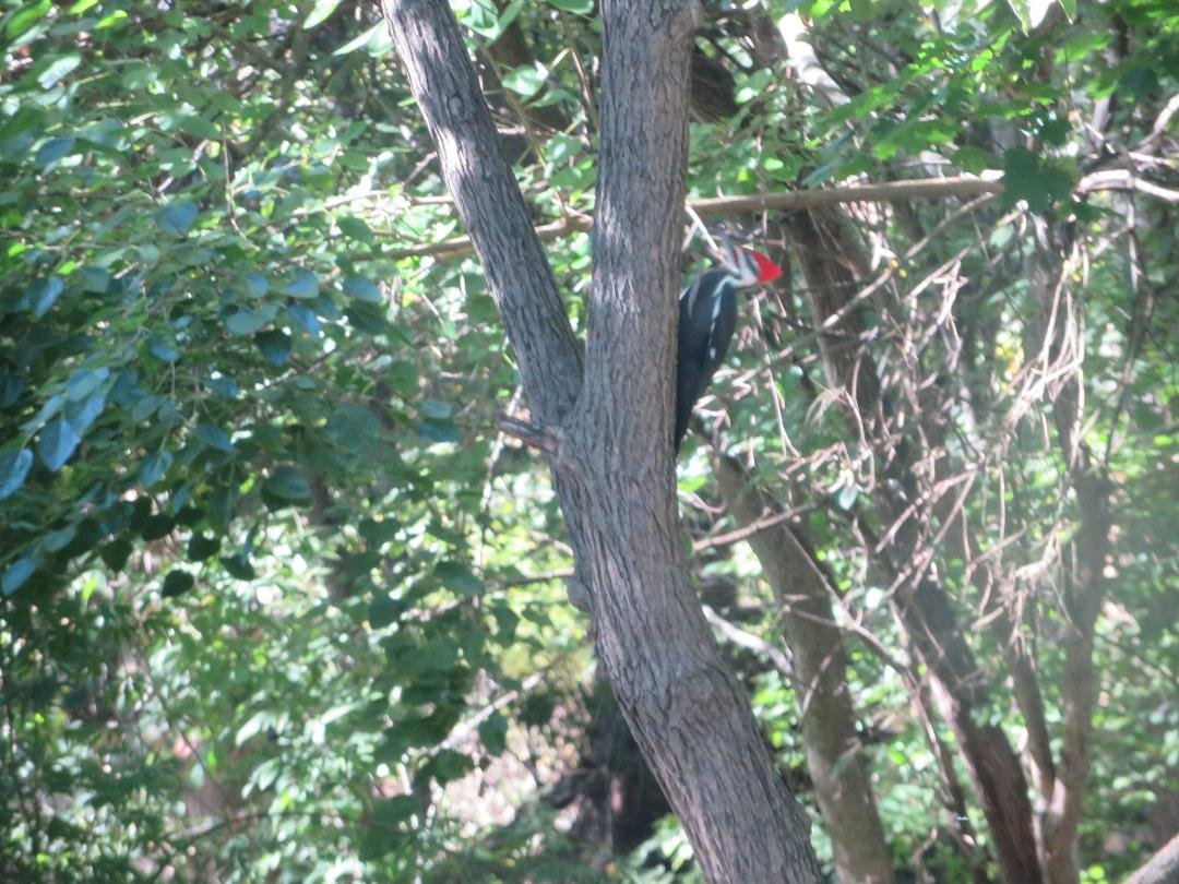 we had a Pileated Woodpecker today in the backyard he is the size of a cat