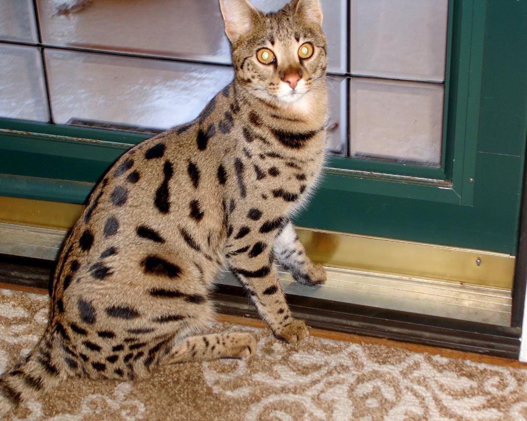 UPDATE: SAHARA IS HOME!
Thank you everyone for your concern and compassion while I was searching for my lost fur baby. She resurfaced again about an hour ago on my neighbor's porch....It took a while with a flashlight but