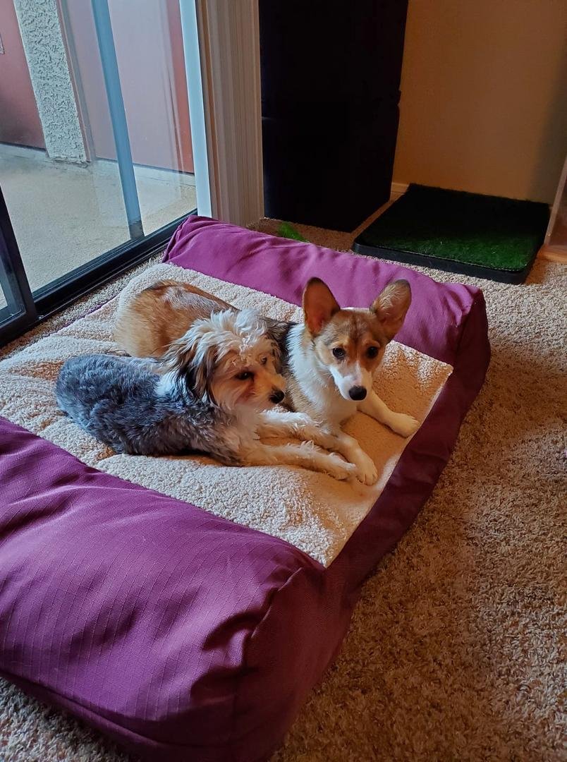 Resting after a day at the dog park