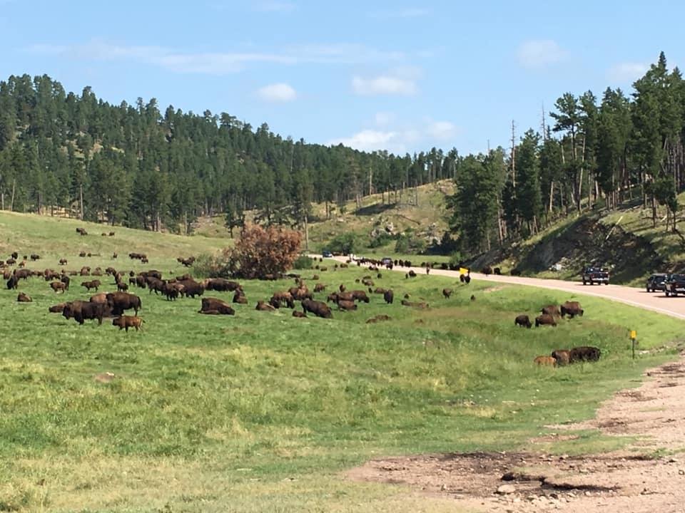 Home on the range where the buffalo roam.