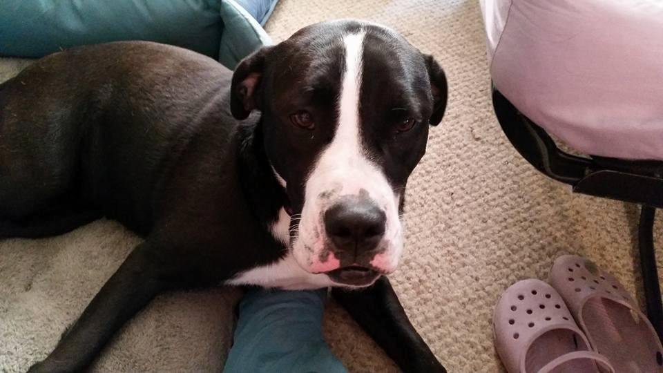 This is my new baby girl Skittles. She is a bull dog/black lab mix, 18 months and as gentle as a cotton ball! She knows sit, stay, lay down, shake, and is learning 'let's go to bed'. She is a little dehydrated, and