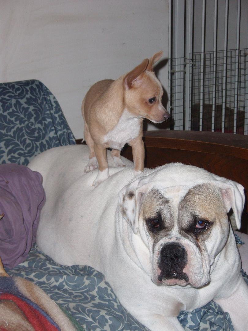 Dixie and her Sallie. This Chihuahua follows this bulldog all over. Poor thing will stay outside with her in all weather. Now because her Dixie sleeps all day, so does she, so she is now a little toad!!