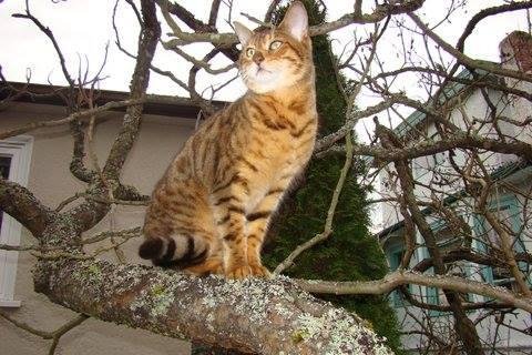 Neighbour's cat.  Cat's name is Baby.