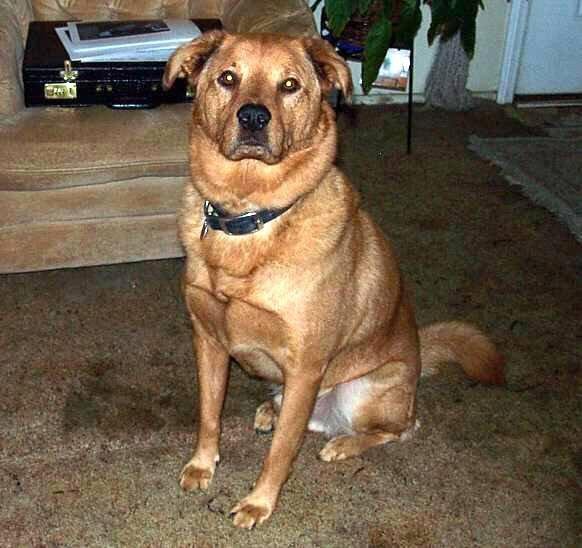My faithfull dog "Tanner", recently passed away.