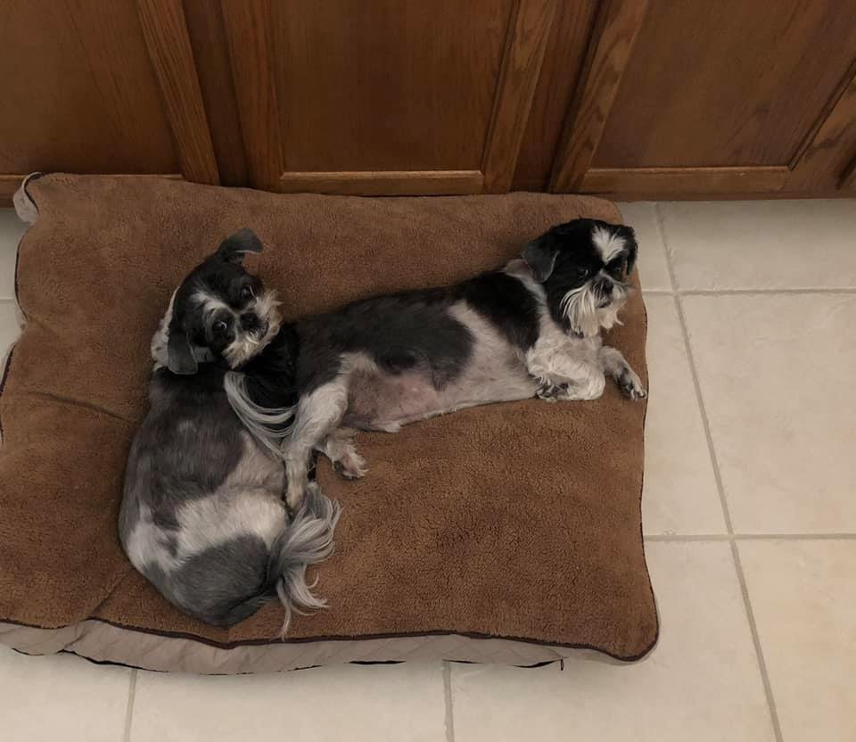 Happy national dog day! Here are our babies.