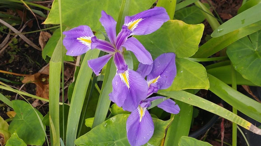 More iris blooms this morning! Going to be a good day!