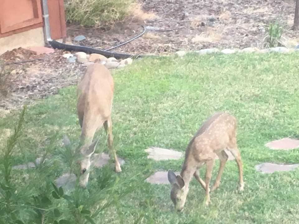 Our pets in our front yard...💕