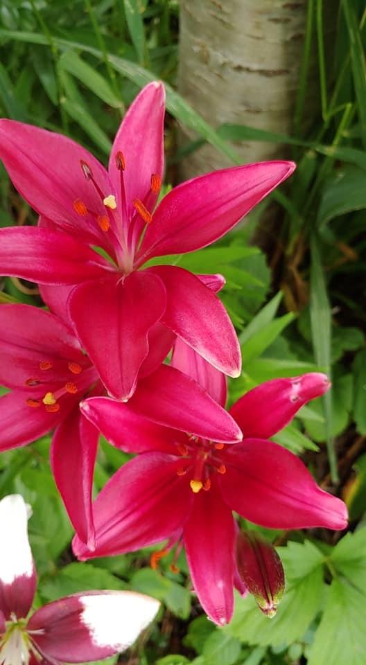 Terry Bross' album, Mobile Uploads