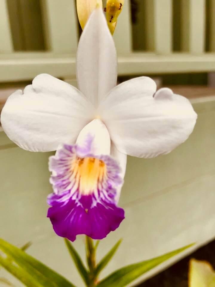 An orchid in bloom!