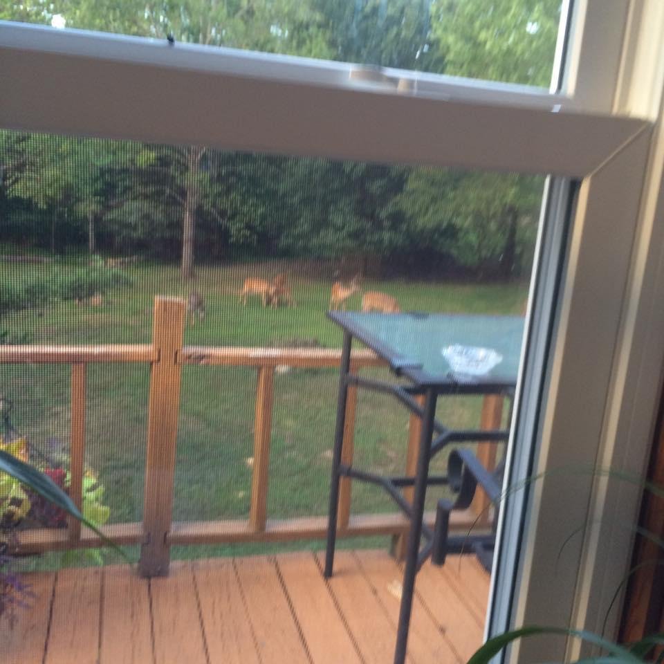 There are 7 deer but I couldn't get all of them on camera at the same time.