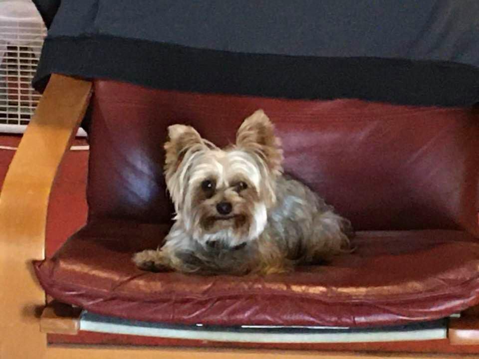 Winston’s favorite chair!