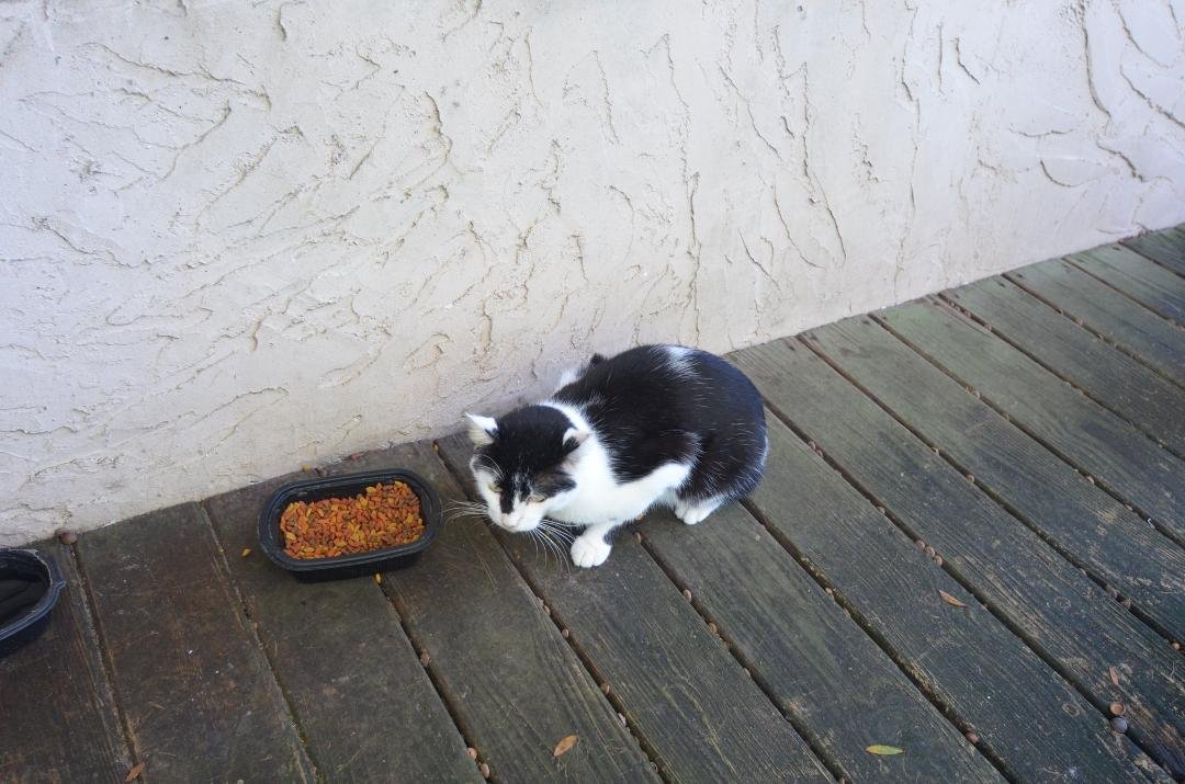 big old tom cat, seems to be the boss around here