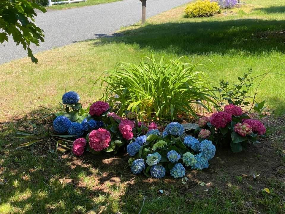 Hydrangeas down front bleeding Hearts along the house