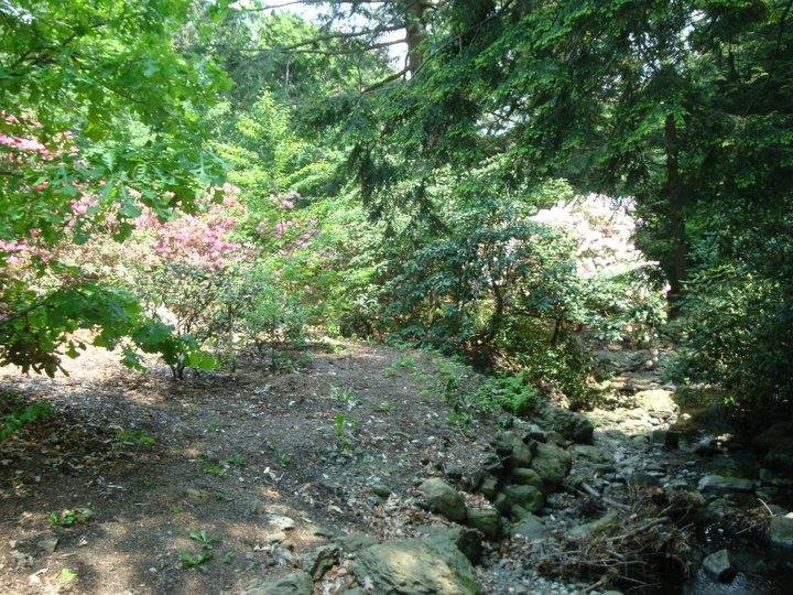 James Lawton's album, Rhododendron Path