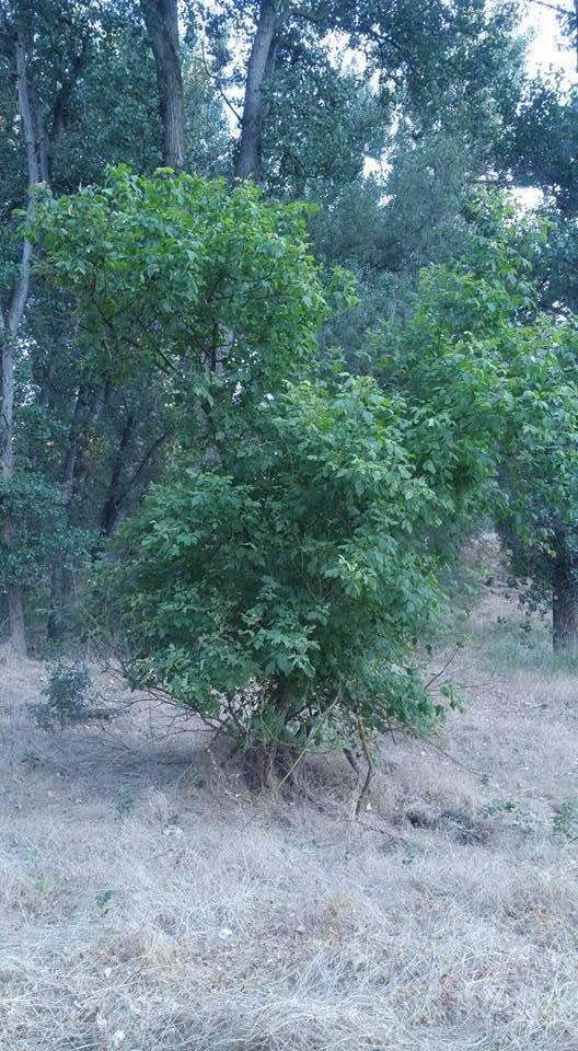 This tree's leaves still are bright green, indicating that it still is spring transitioning into summer. The leaves will turn dark green as the summer progresses and will stay that way until Fall, when the leaves will turn