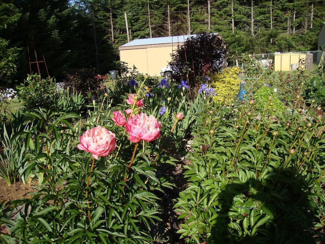 Peonies in early May, first to bloom.