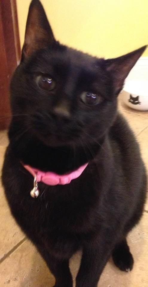 In memory of Onyx for National Black Cat Day