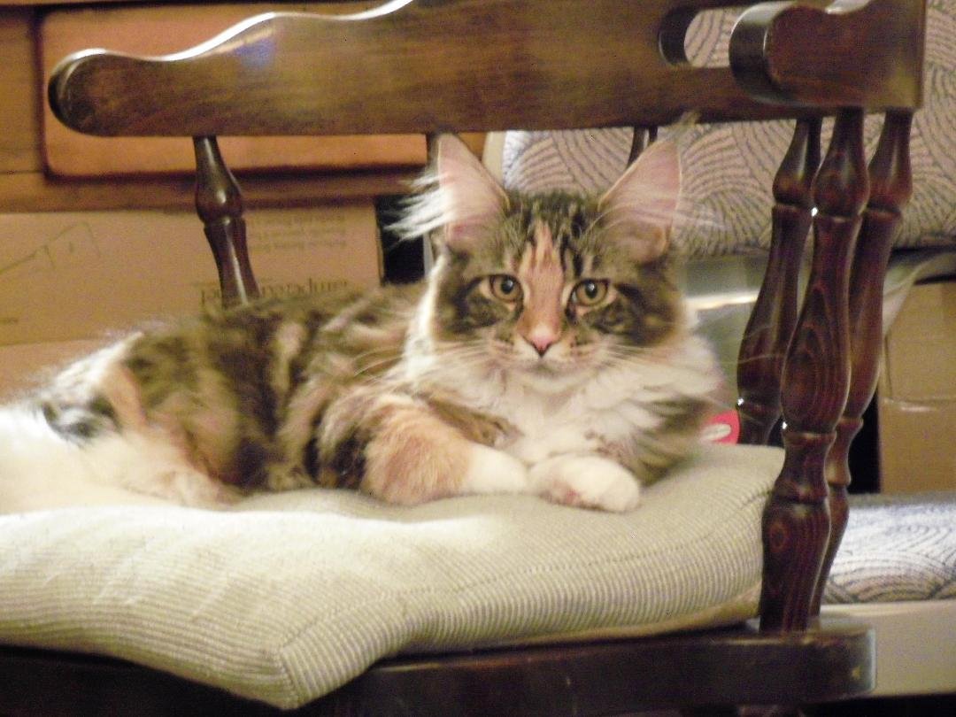 This is Maggie my almost 6 month old Maine Coon
