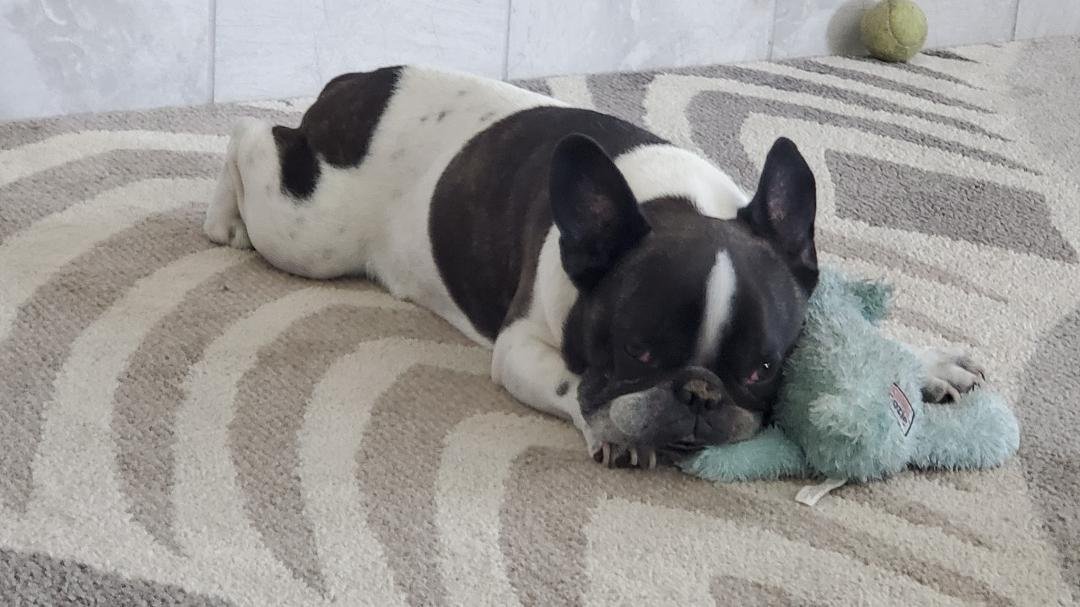 Hope napping with her toy