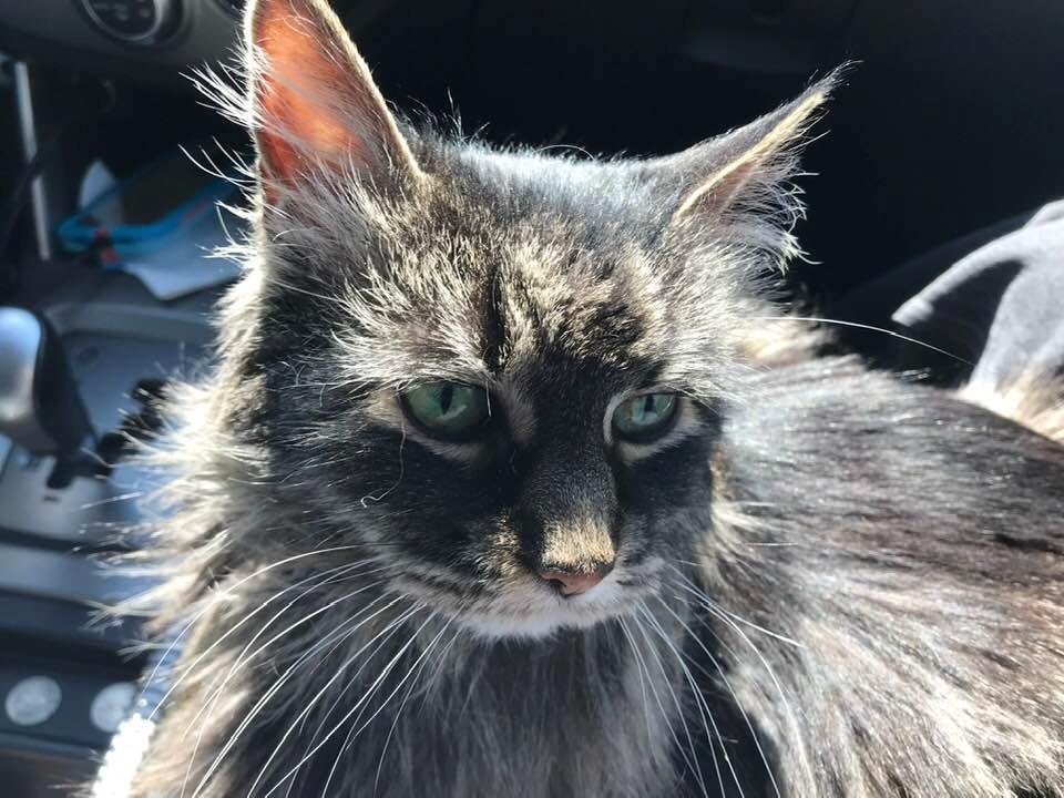 The cat wasn’t thrilled about spending 3 days in the car but she eventually settled down and started to enjoy the ride.