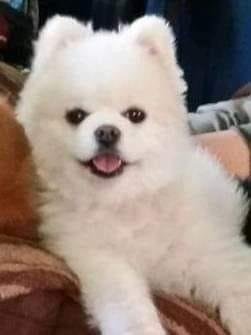 ♡♡♡♡ Ally Boo Robbins ♡♡♡♡
      10/30/2008 - 03/17/2020

RIP my beautiful sweet baby Boo.
Thank you for being by my side for over 11 years and helping thru some tough times. I will never forget you and you will forever liv