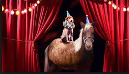 Now comes the endless dog and pony show of Senate confirmations. The Republicans: Senator Sessions, what's your favorite color? If you were a tree, what kind of tree would you be? The Democrats: Senator Sessions, how ofte