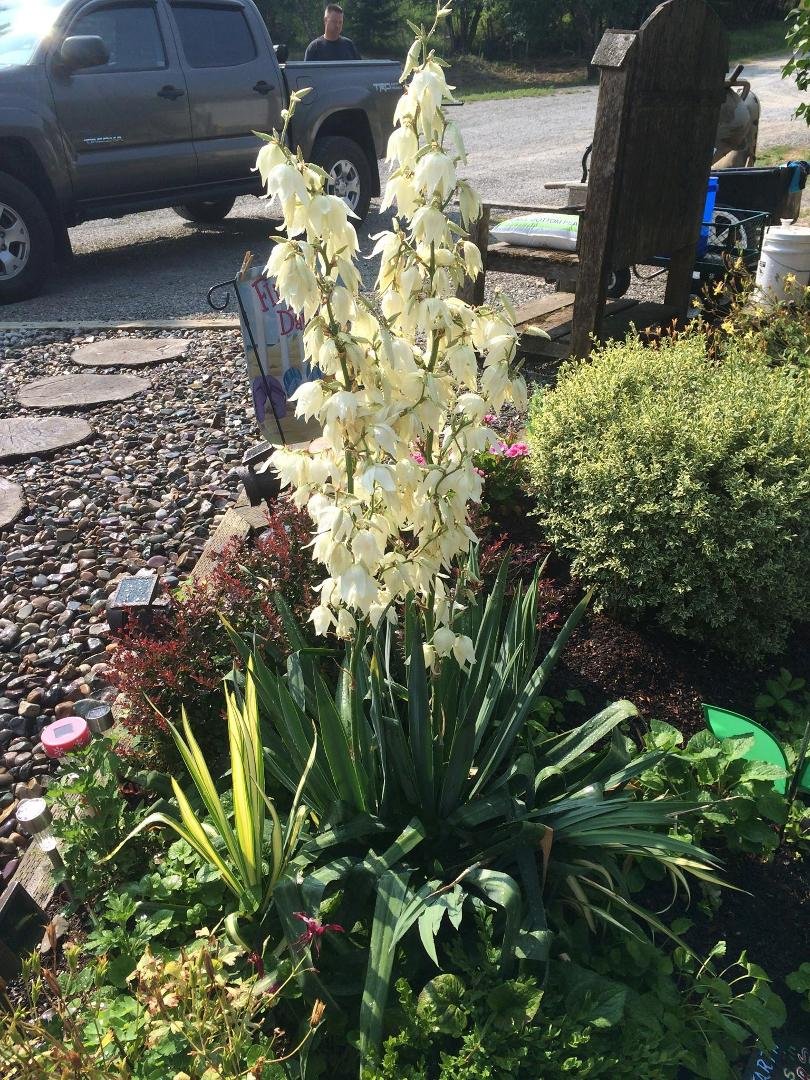 PR. anyone know what this plant is called?