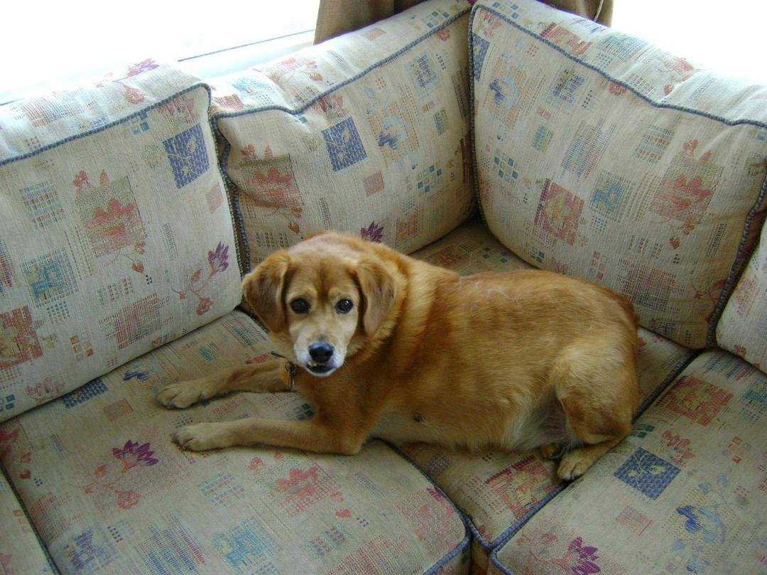 Our Brewster passed away today. He was sixteen years and four months old; the eldest of any of our dogs. We had a feeling that after his twin sister Lulu left us in September, that he might soon follow. How can I describe o