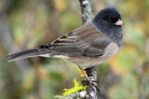 Birds that feed at my bird feeders
Juncos are granivorous and especially prefer white proso millet, hulled sunflower seeds and chips, and cracked corn. As ground-feeding birds, they feed best from low platform feeders or op