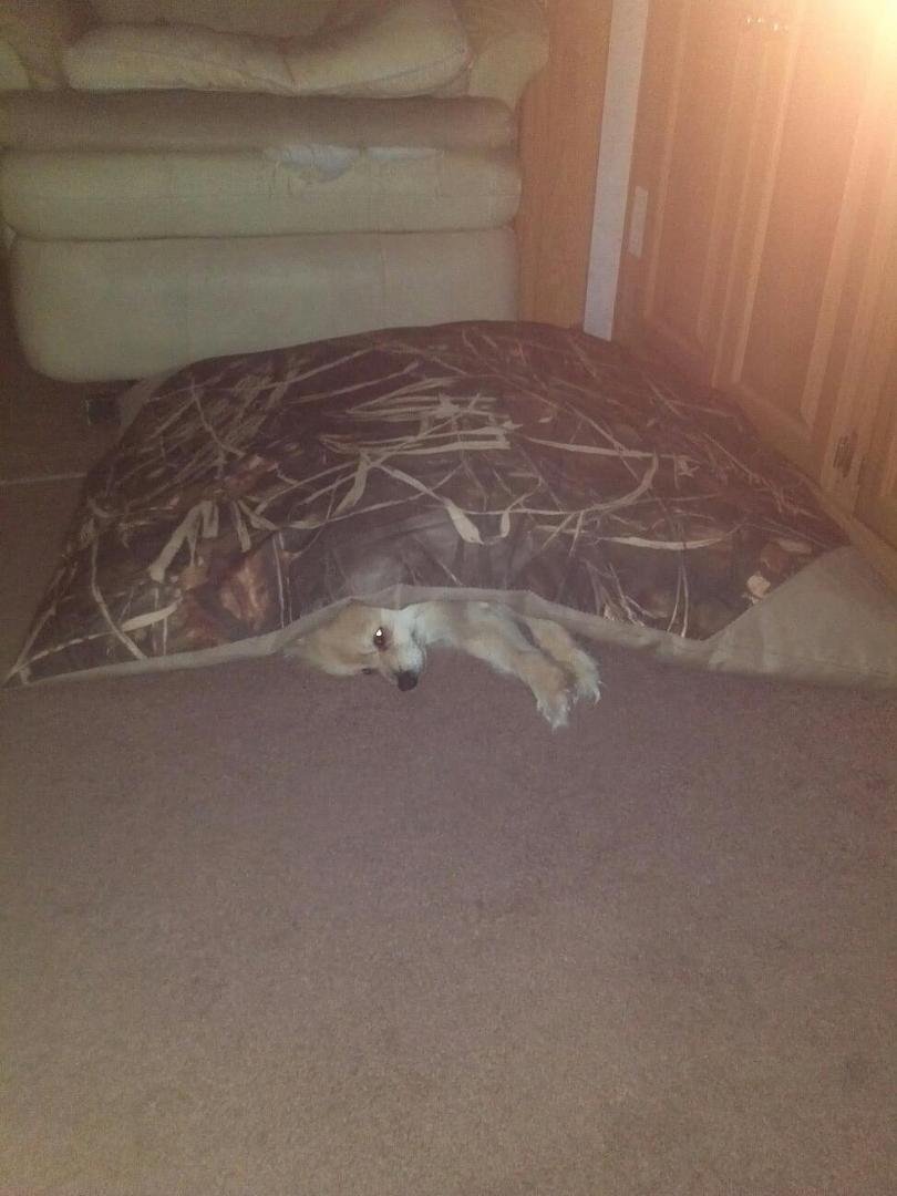 Silly Cassie likes using Coco's bed as a blanket.